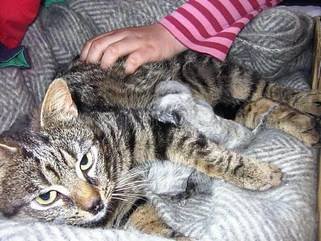 Blanding af racer Olivia - Olivia med killinger 2004 !  billede 4
