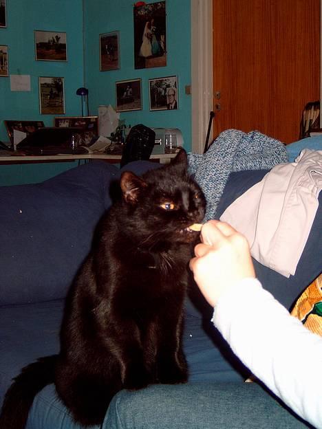 Huskat Mille mis  - Hun elsker chips billede 8