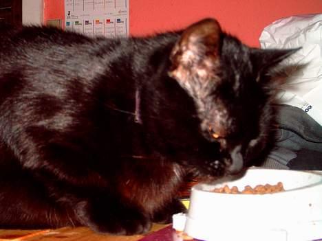 Huskat Mille mis  billede 9