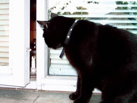 Huskat Mille mis  - Er der nogen hjemme ?? billede 10