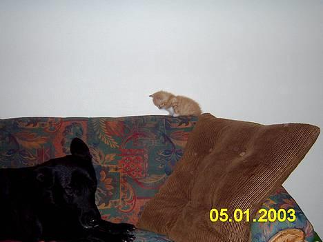 Blanding af racer Knud billede 4