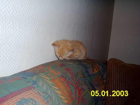 Blanding af racer Knud billede 5