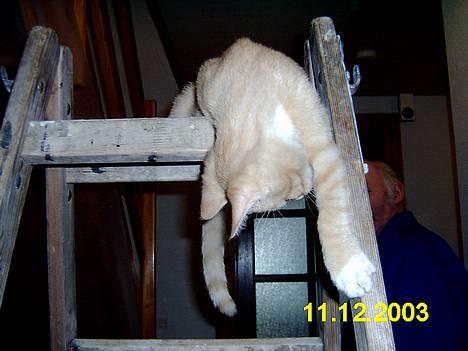 Blanding af racer Knud billede 6