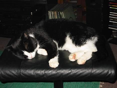 Blanding af racer Bølle - Bølles hobby når han kan se sit snit til det :-) billede 1