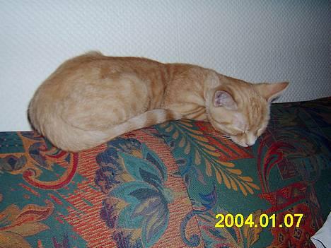 Blanding af racer Knud billede 7