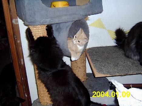 Blanding af racer Knud billede 8