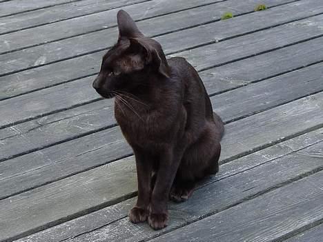 Blanding af racer Grimme-mis - Han sidder pænt og venter på sin mad... billede 2