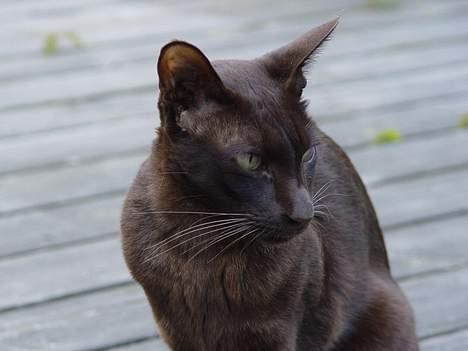 Blanding af racer Grimme-mis - Hans pels er meget flot og blank! billede 3