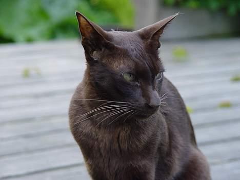 Blanding af racer Grimme-mis - Hans pels har et lidt rødligt skær! billede 4
