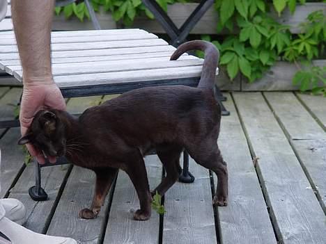 Blanding af racer Grimme-mis - Han er meget lille.. slank og spinkel..  billede 5