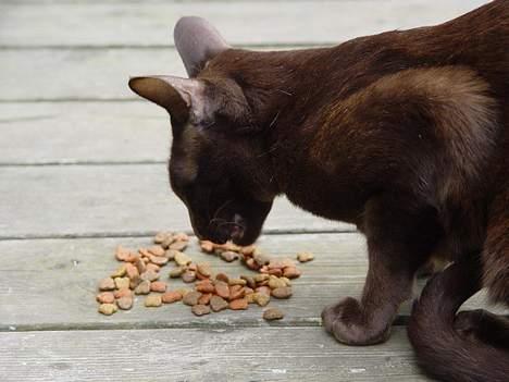Blanding af racer Grimme-mis - Han spiser gerne tør-fodder.. men grillet laks er hans favorit :D billede 6