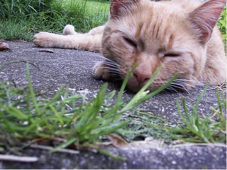 Blanding af racer Rosa - slappe-af-mizz billede 1