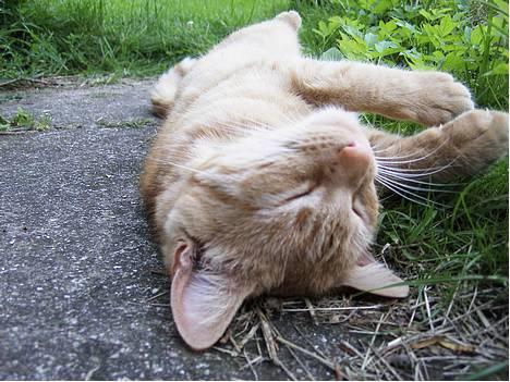 Blanding af racer Rosa - mmmmmm... skøøøøøøøønt vejr:) billede 2