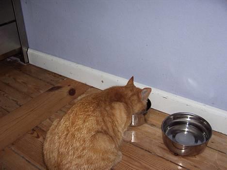 Blanding af racer Rosa - er der mad i skålen?? eller har Sylle spist det hele?? billede 3