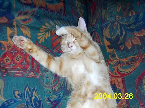 Blanding af racer Knud billede 9