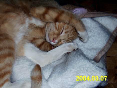 Blanding af racer Knud billede 10