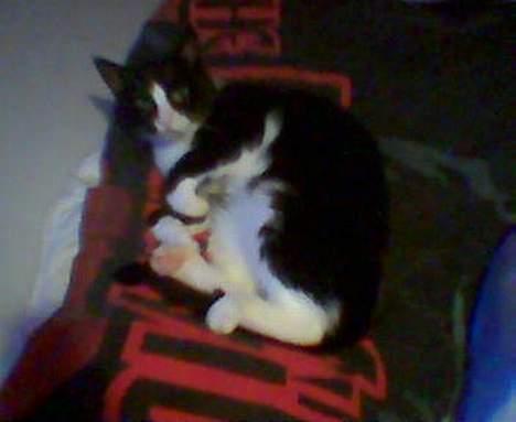 Blanding af racer Bølle - Bølle taget på sengen :-) billede 2