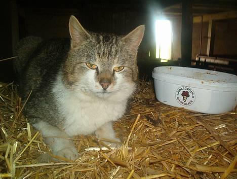 Blanding af racer Mitsubitch billede 1