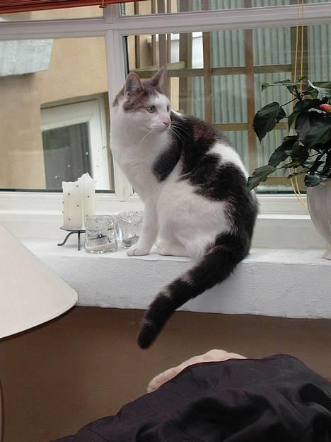 Blanding af racer Chilli billede 8