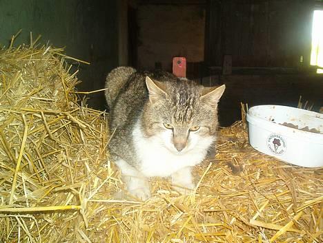 Blanding af racer Mitsubitch billede 2