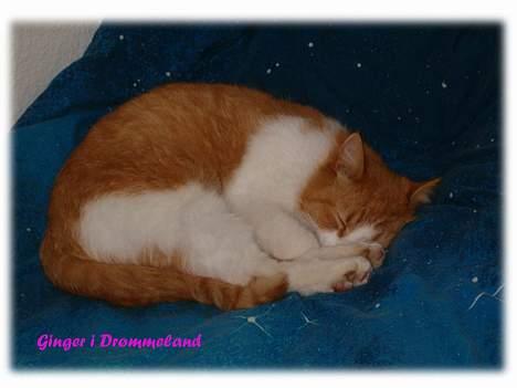 Blanding af racer Ginger - Her ligger Ginger på min dyne og sover. billede 1