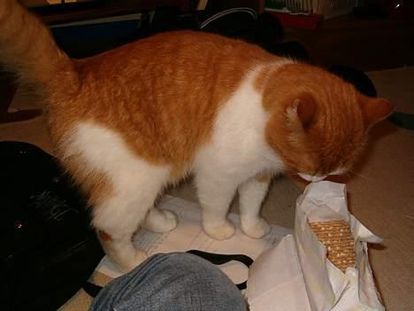 Blanding af racer Ginger - Wow, den pakke knækbrød skal ikke ligge der og se smart ud! billede 2