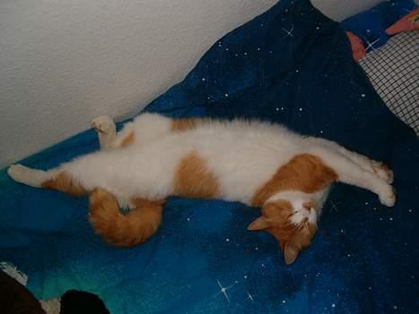 Blanding af racer Ginger - Han kan ligge i de mærkværdigste stillinger! billede 3