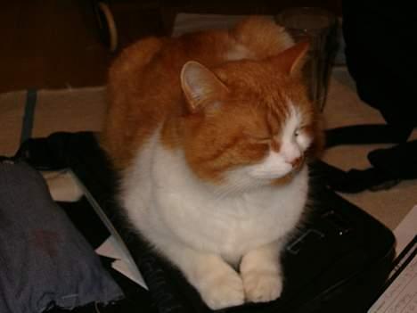 Blanding af racer Ginger - Det er da rart at ligge på en taske med en masse bøger i! billede 4