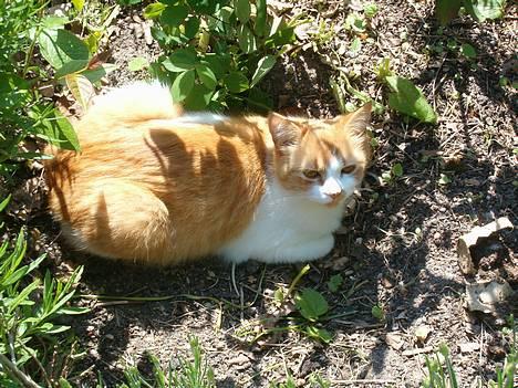 Blanding af racer Ginger - HEr står han i døren. billede 5