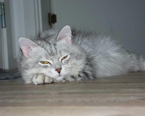 Blanding af racer Chili - I´m Watching You.. billede 1