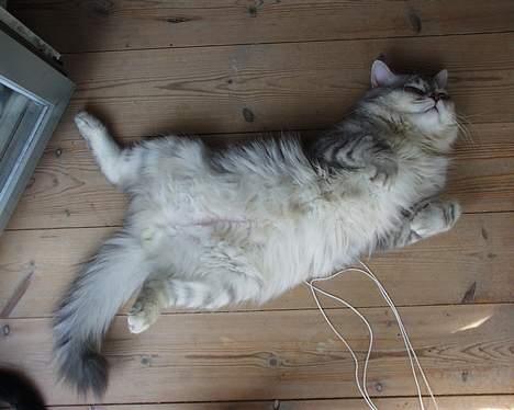 Blanding af racer Chili - Bedre sovestilling findes ikke... billede 2