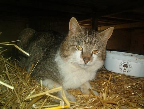 Blanding af racer Mitsubitch billede 3