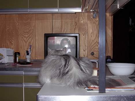 Blanding af racer Chili - Chili stærkt optaget af nyhederne på TV2.. billede 3