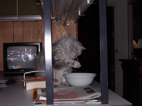 Blanding af racer Chili - Den snupper jeg lige.. billede 4