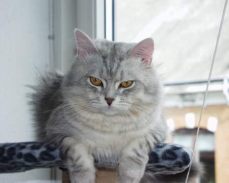 Blanding af racer Chili - Jeg ligger klar for fotografen.. Mjaaw! billede 5