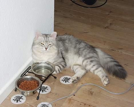 Blanding af racer Chili - Her vogter jeg! billede 6