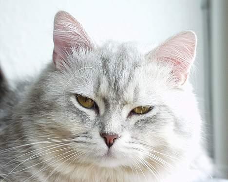 Blanding af racer Chili - Close Up!! billede 7