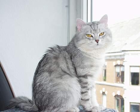 Blanding af racer Chili - Chili king "on top of the world".. billede 8