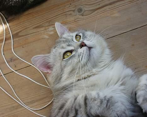 Blanding af racer Chili - Betænksom Chili.. billede 9