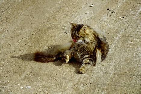 Blanding af racer Mutzi - Hvad så vil du ha et tungekys, jeg er klar kan du vel se? billede 3