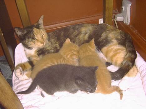 Blanding af racer kiffa - her ses kiffa med de 3nye killinger billede 1