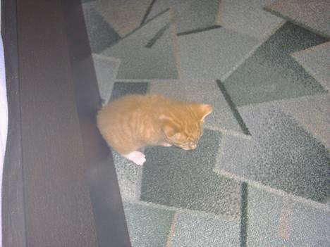 Blanding af racer kiffa - en af de nye killinger billede 2