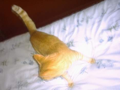 Blanding af racer kiffa - den store hankat fra sidste års kuld.. billede 3