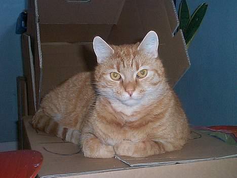 Blanding af racer Oliver - Ser jeg ikke bare dejlig ud.....? billede 1