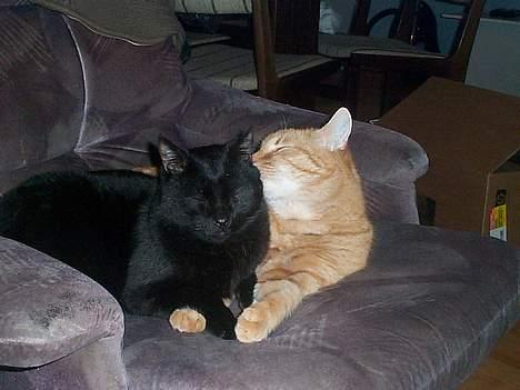 Blanding af racer Oliver - Det er så Oliver og han Bedste ven Bandit... se hvor højt han elskede ham. billede 2