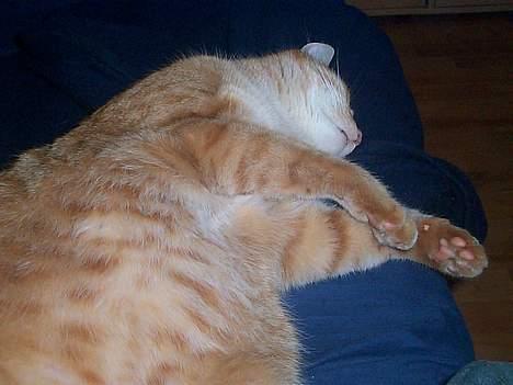 Blanding af racer Oliver - Jeg vil nullers med.... billede 3