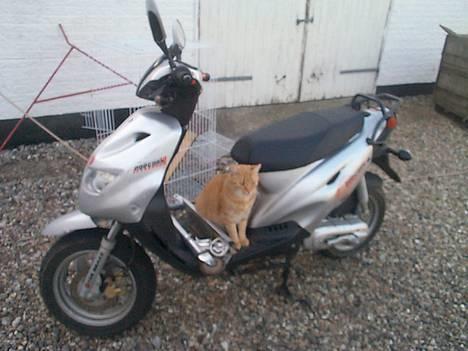 Blanding af racer Oliver - motorbøllen Oliver billede 4