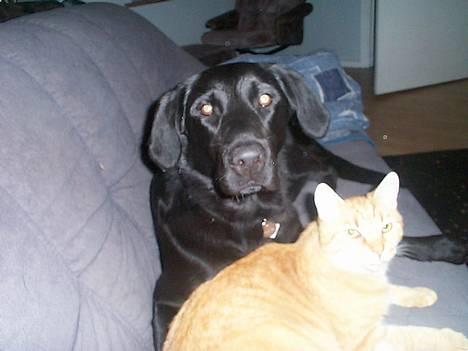 Blanding af racer Oliver - vi ligger lige og nusser lidt.... billede 5