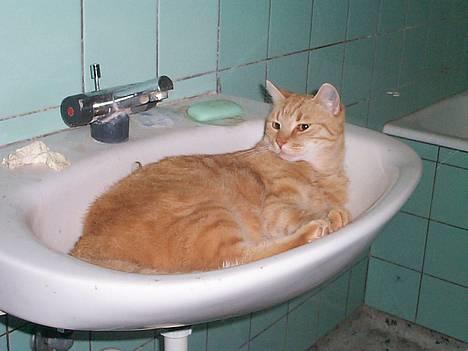 Blanding af racer Oliver - ja hvis der ikke er plads andre steder så kan man jo bare ligge sig i håndvasken billede 6