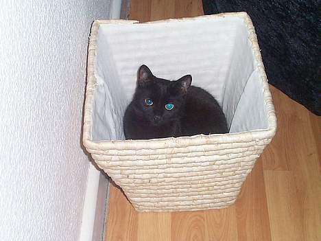 Blanding af racer Bamse - kuk kuk her er jeg........ billede 1